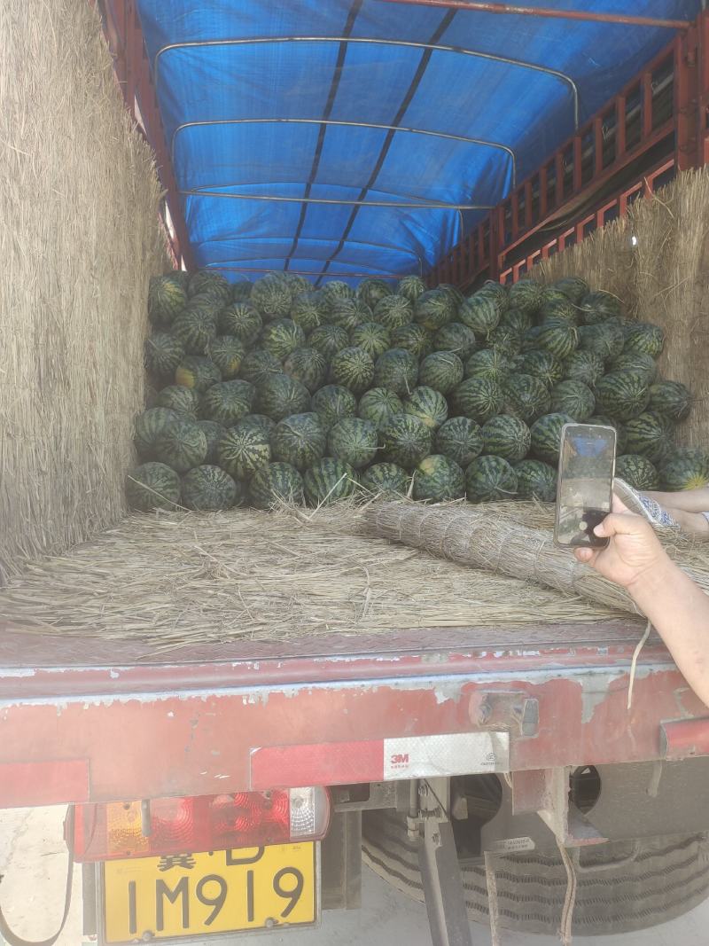 甜王西瓜价位合适东西美丽
