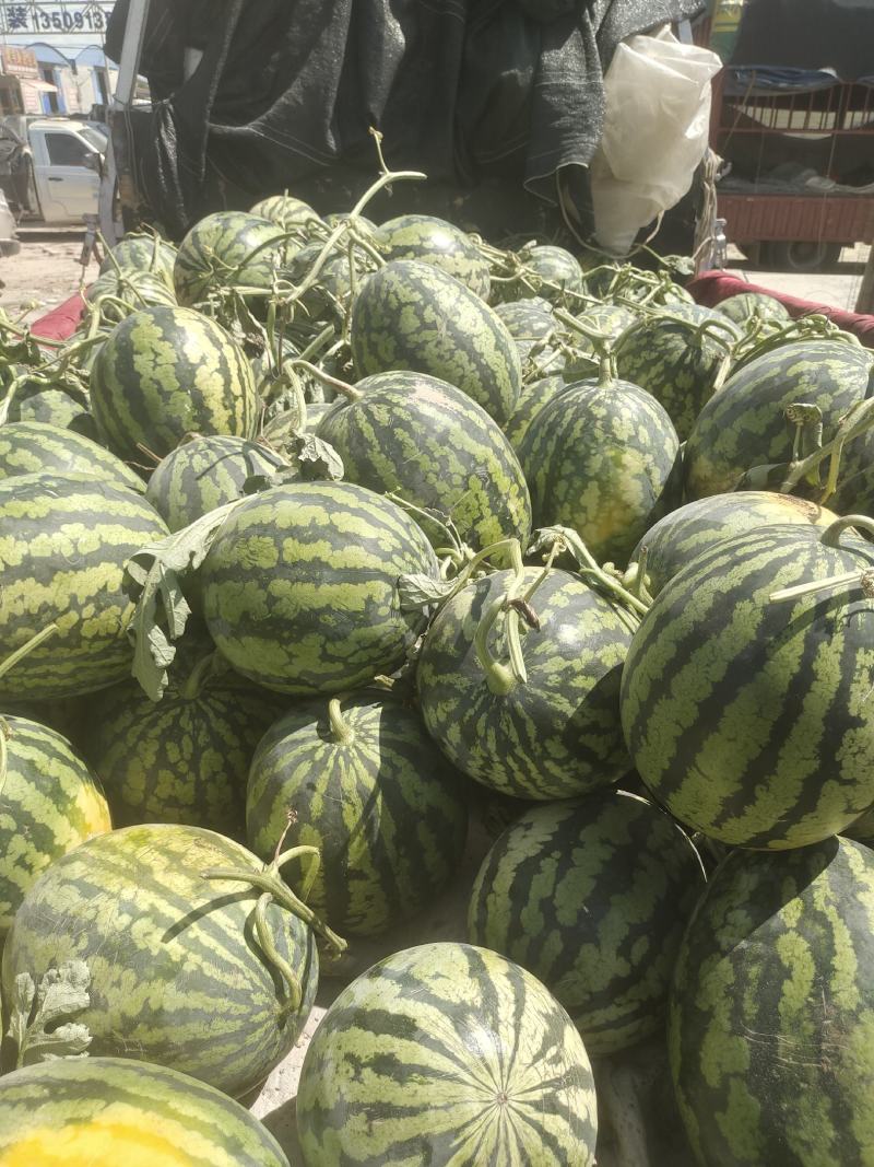 甜王西瓜价位合适东西美丽