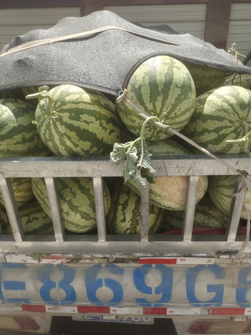 甜王西瓜价位合适东西美丽