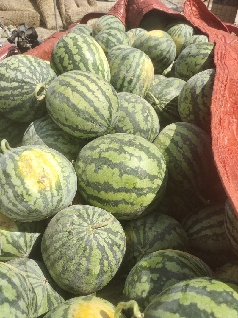 甜王西瓜价位合适东西美丽
