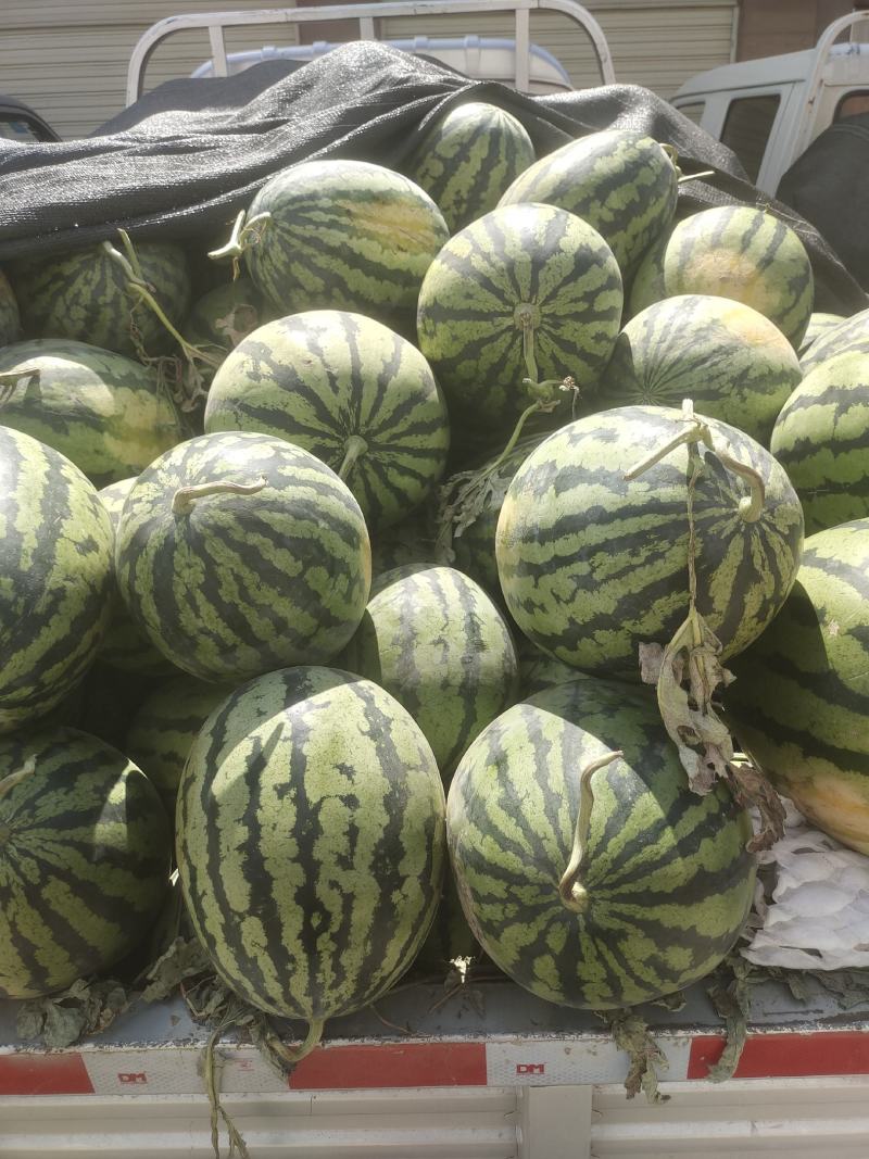 甜王西瓜价位合适东西美丽