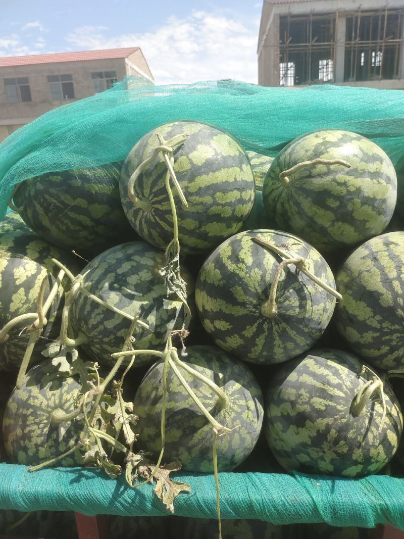 甜王西瓜价位合适东西美丽