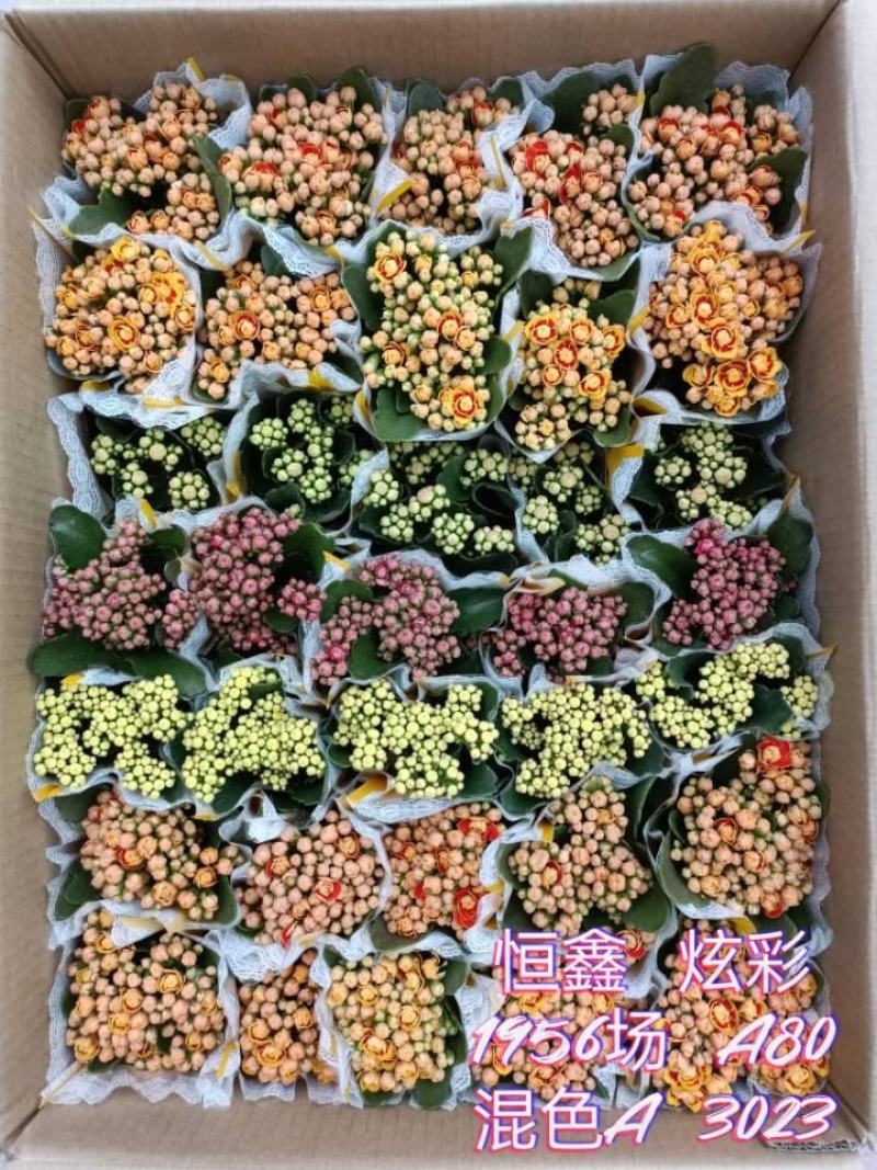长寿花基地直供80规格混色35盆装花苞多花期长