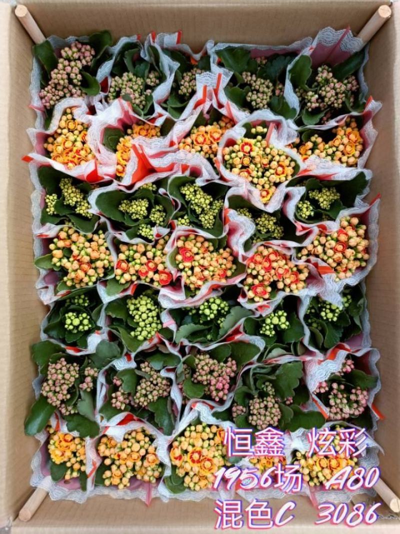 长寿花基地直供80规格混色35盆装花苞多花期长