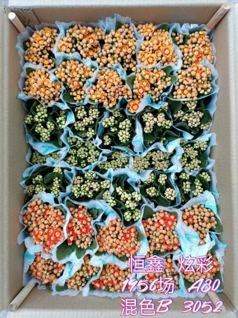 长寿花基地直供80规格混色35盆装花苞多花期长