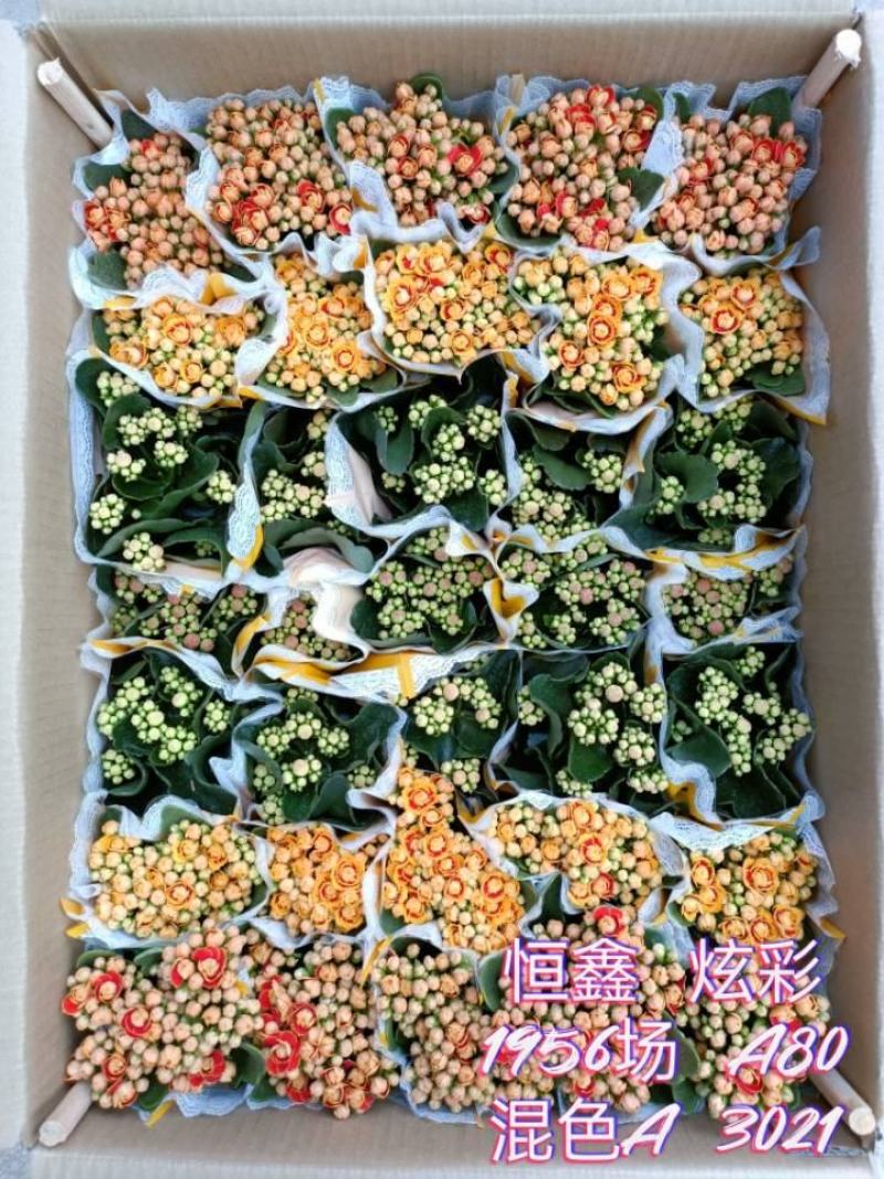 长寿花基地直供80规格混色35盆装花苞多花期长