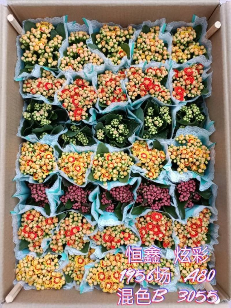 长寿花基地直供80规格混色35盆装花苞多花期长
