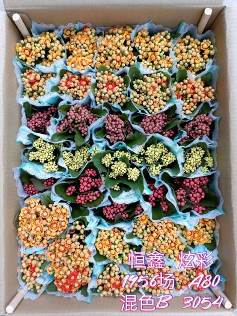 长寿花基地直供80规格混色35盆装花苞多花期长