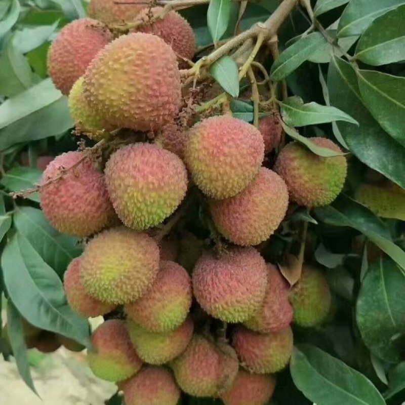 妃子笑荔枝