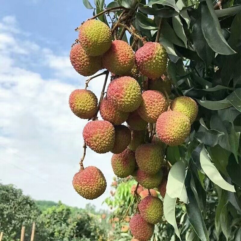 妃子笑荔枝