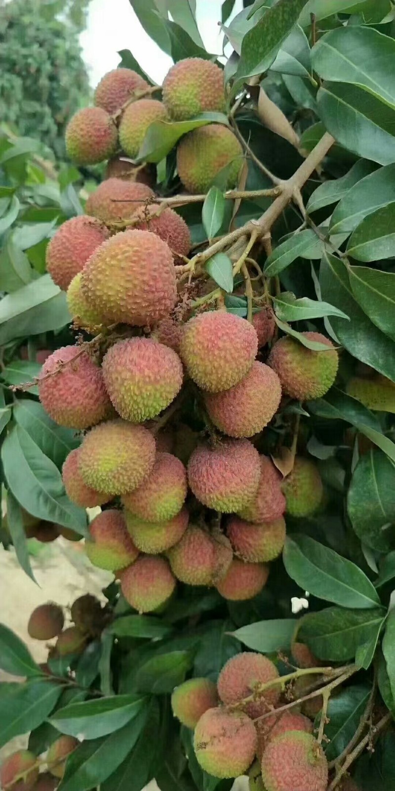 妃子笑荔枝