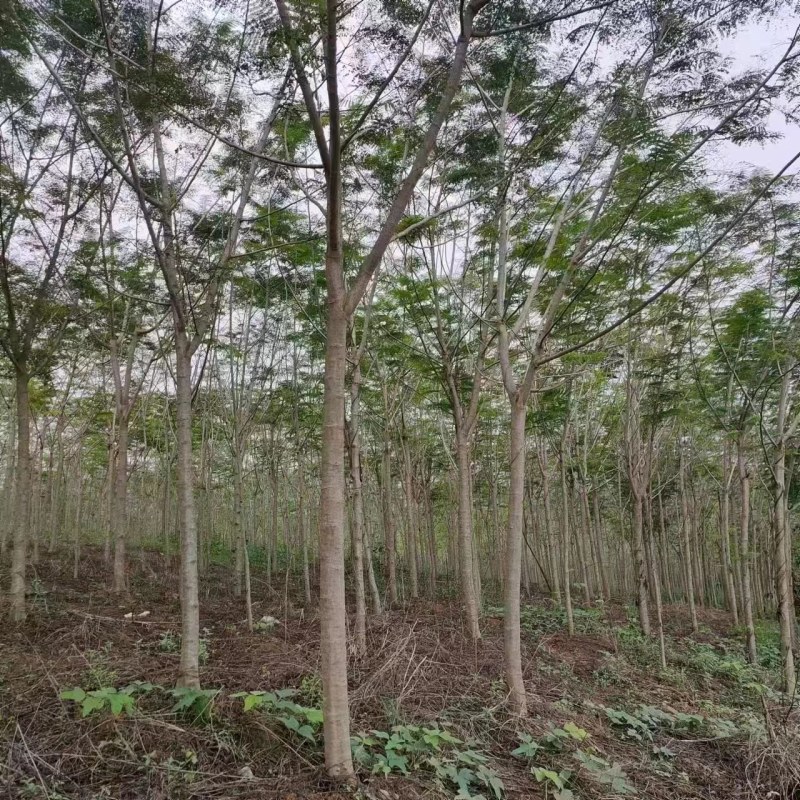 攀枝花/精品凤凰木，现货/欢迎各位老板来基地考察