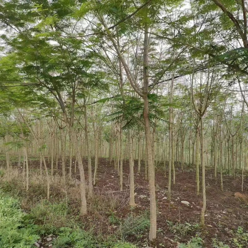 攀枝花/精品凤凰木，现货/欢迎各位老板来基地考察