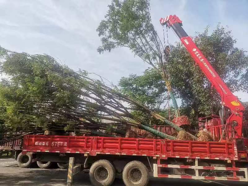 攀枝花//凤凰树米径15公分地苗，现货，可实地考察