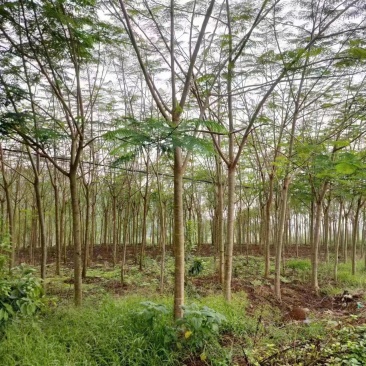 攀枝花//凤凰树米径15公分地苗，现货，可实地考察
