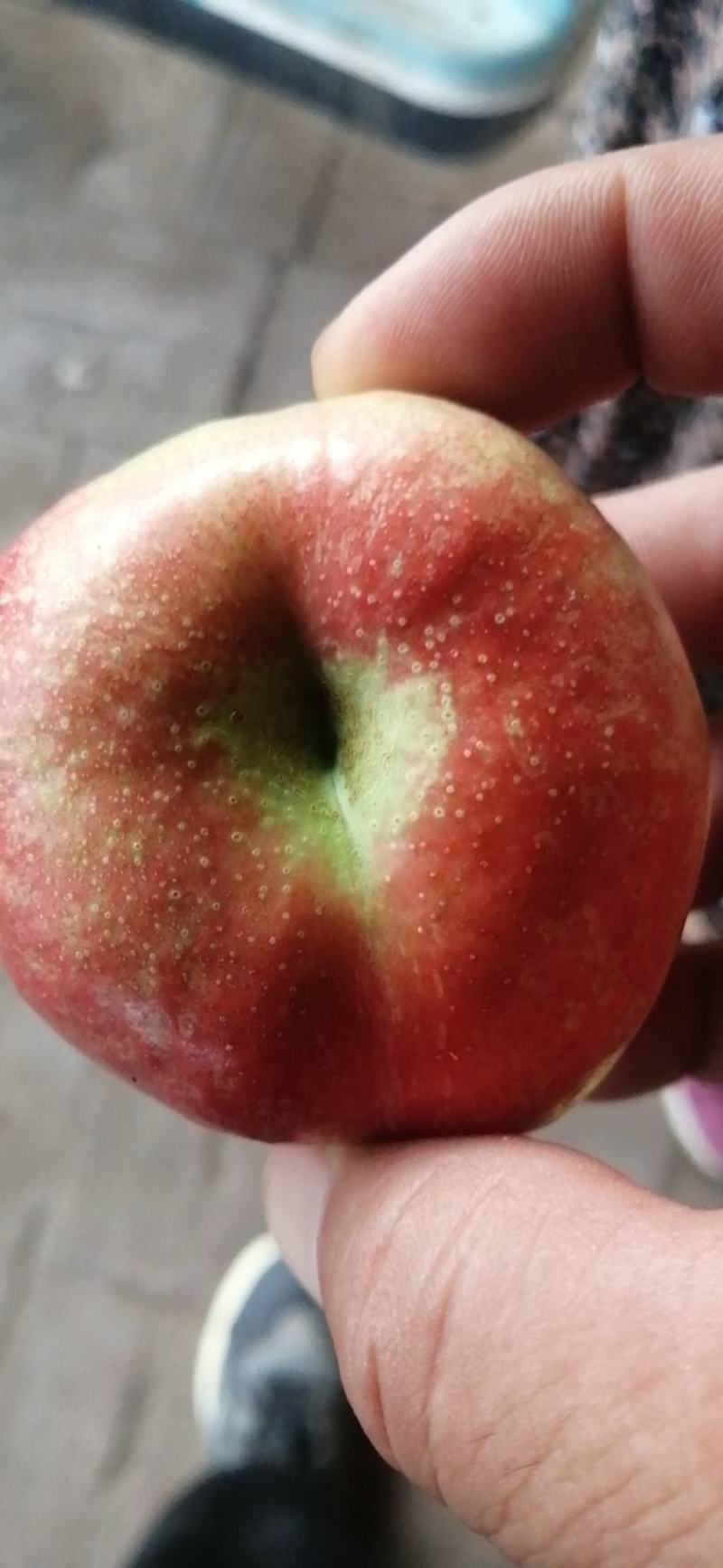 大量油桃，蟠桃大量有货价格便宜，产地直供欢迎广大客商前来