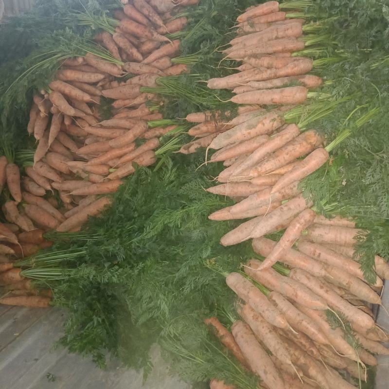 精品红萝卜现挖现发可视频看货坏烂包赔