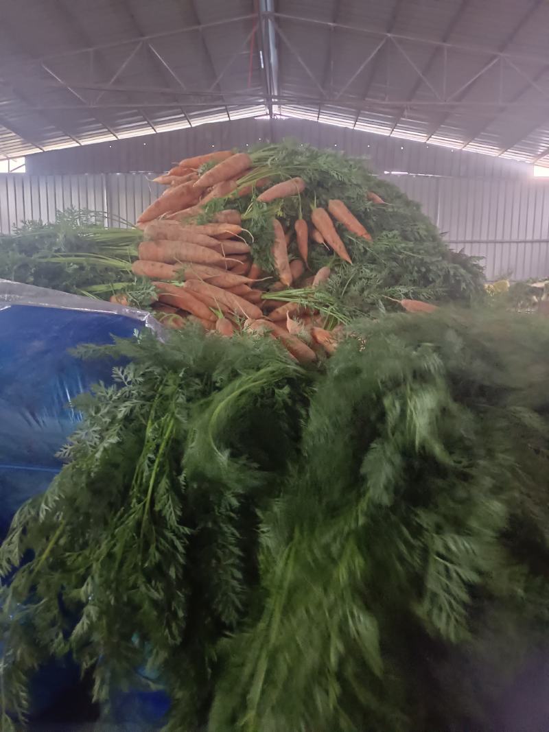 精品红萝卜现挖现发可视频看货坏烂包赔