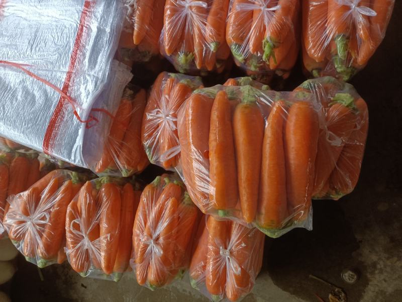精品红萝卜现挖现发可视频看货坏烂包赔
