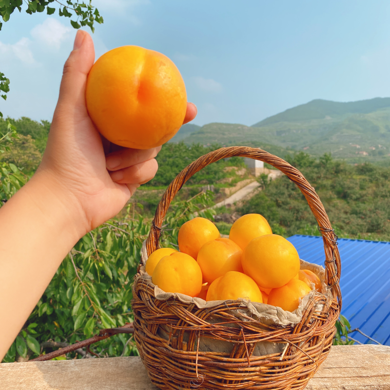 山东蒙阴黄油桃