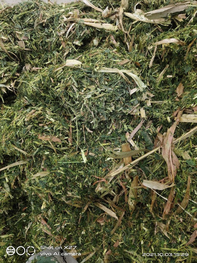 玉米秸秆青贮饲料，牛羊的小面包，诚邀广大牧友前来考察订货