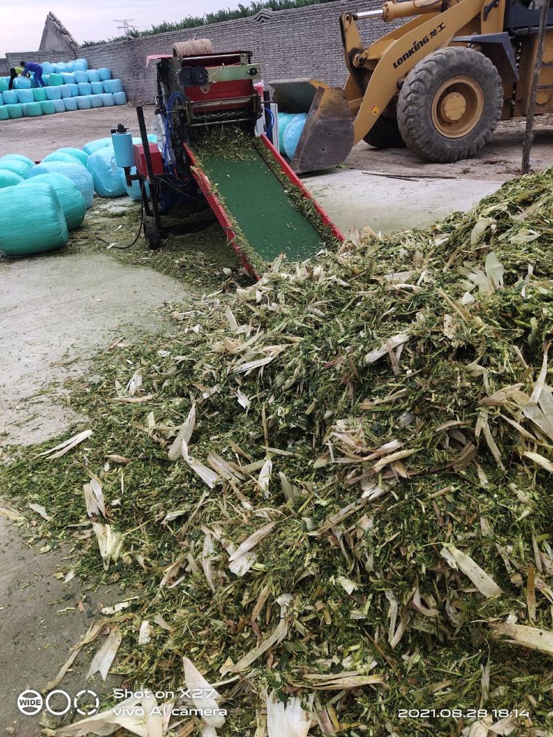 玉米秸秆青贮饲料，牛羊的小面包，诚邀广大牧友前来考察订货