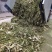 玉米秸秆青贮饲料，牛羊的小面包，诚邀广大牧友前来考察订货