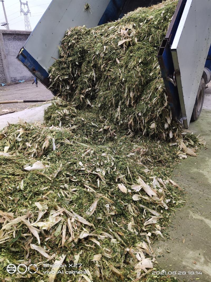 玉米秸秆青贮饲料，牛羊的小面包，诚邀广大牧友前来考察订货