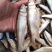 小嘴白鱼九点九元就出手手慢了无要的抓紧今天晚上下单明天发