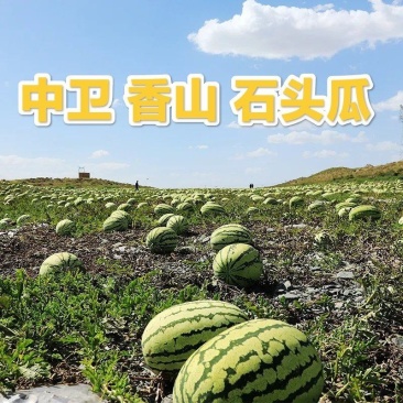 【精品】中卫西瓜香山石头瓜全国发货品质保证量大优惠