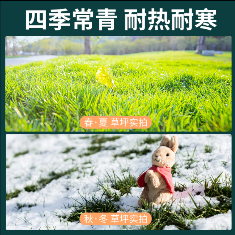 早熟禾种子四季草坪种子庭院草种草籽子耐践踏美观低矮绿化草