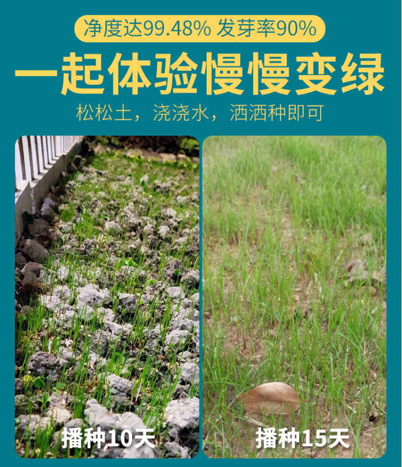 早熟禾种子四季草坪种子庭院草种草籽子耐践踏美观低矮绿化草