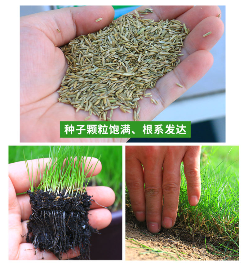早熟禾种子四季草坪种子庭院草种草籽子耐践踏美观低矮绿化草