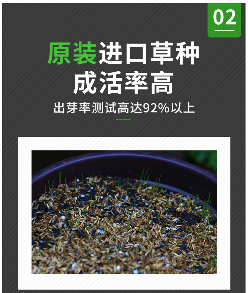 早熟禾种子四季草坪种子庭院草种草籽子耐践踏美观低矮绿化草