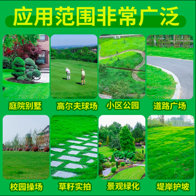 早熟禾种子四季草坪种子庭院草种草籽子耐践踏美观低矮绿化草