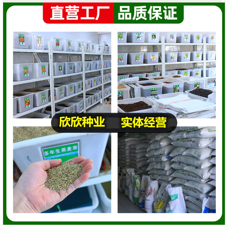 早熟禾种子四季草坪种子庭院草种草籽子耐践踏美观低矮绿化草