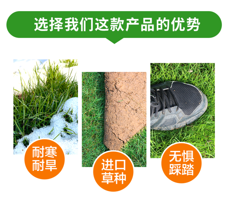 早熟禾种子四季草坪种子庭院草种草籽子耐践踏美观低矮绿化草