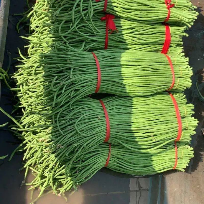 长豆角豇豆大量上市颜色好条型均匀货量大