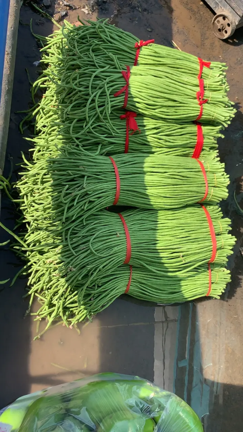 长豆角豇豆大量上市颜色好条型均匀货量大