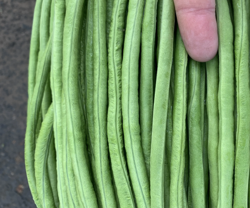 长豆角豇豆大量上市颜色好条型均匀货量大