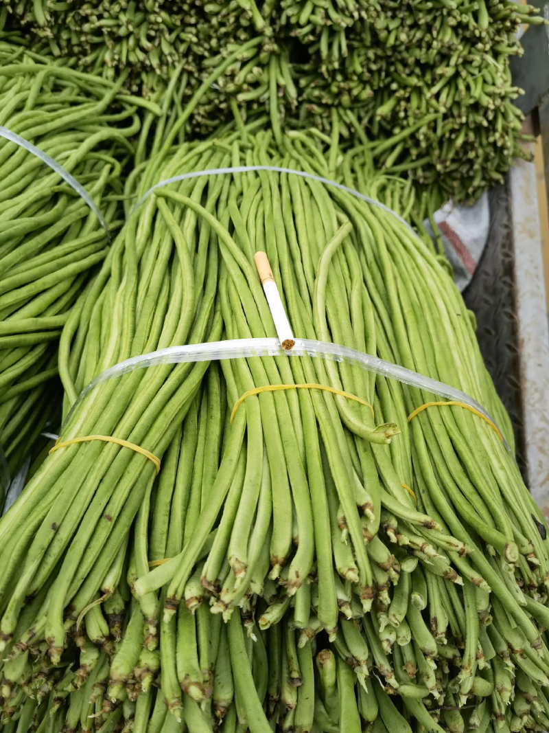 长豆角豇豆大量上市颜色好条型均匀货量大