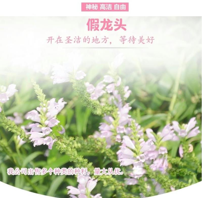 假龙头四季易种易活室内冬播盆栽花籽冬天种花卉花草冬季种花