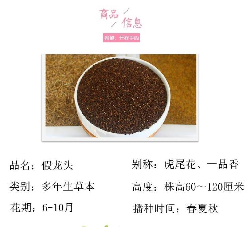 假龙头四季易种易活室内冬播盆栽花籽冬天种花卉花草冬季种花