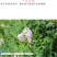 假龙头四季易种易活室内冬播盆栽花籽冬天种花卉花草冬季种花