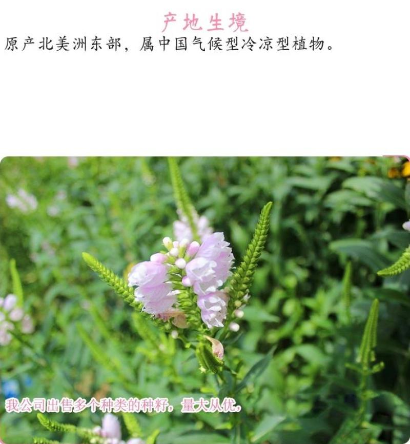 假龙头四季易种易活室内冬播盆栽花籽冬天种花卉花草冬季种花