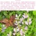 假龙头四季易种易活室内冬播盆栽花籽冬天种花卉花草冬季种花