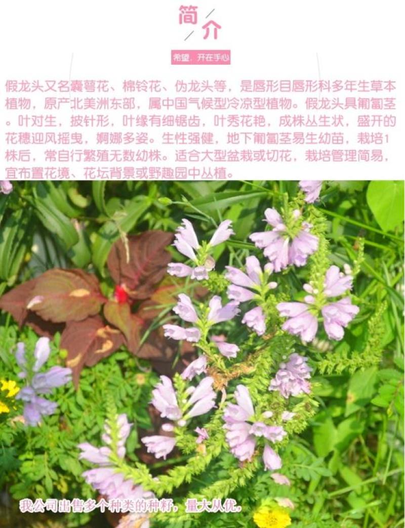 假龙头四季易种易活室内冬播盆栽花籽冬天种花卉花草冬季种花