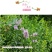 假龙头四季易种易活室内冬播盆栽花籽冬天种花卉花草冬季种花