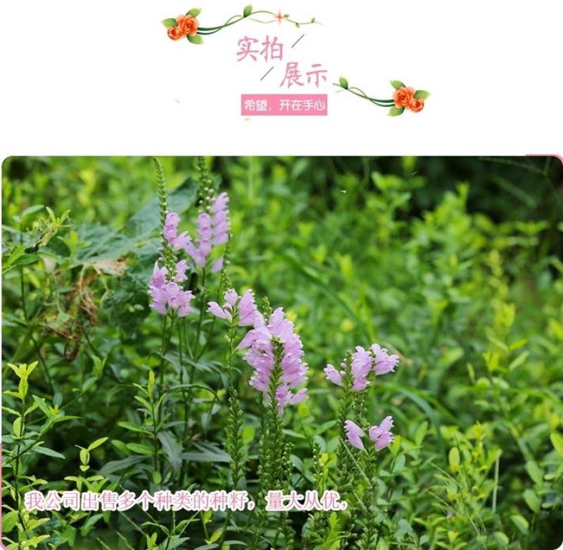 假龙头四季易种易活室内冬播盆栽花籽冬天种花卉花草冬季种花