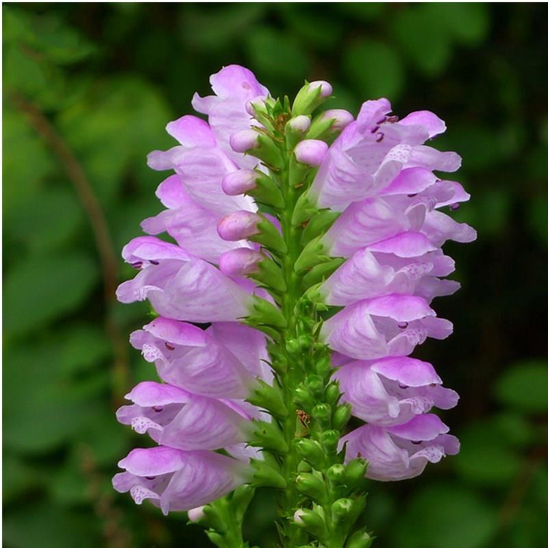 假龙头四季易种易活室内冬播盆栽花籽冬天种花卉花草冬季种花